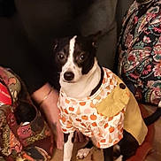 Oreo is registered to the contest to win money with this photo: dog, pet, indoor, clothing, patterned_rug, black_and_white, sitting, costume, fabric, hand, cozy, small_dog, animal, cute, autumn_theme, home, person_partial, decor, textile, floor