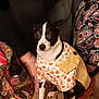 dog, pet, indoor, clothing, patterned_rug, black_and_white, sitting, costume, fabric, hand, cozy, small_dog, animal, cute, autumn_theme, home, person_partial, decor, textile, floor