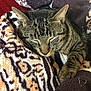 cat, tabby_cat, tabby, pet, sleeping, blanket, cozy, fur, whiskers, paw, indoor, close_up, portrait, relaxed, striped, patterned_blanket, textile, sofa, nap, feline