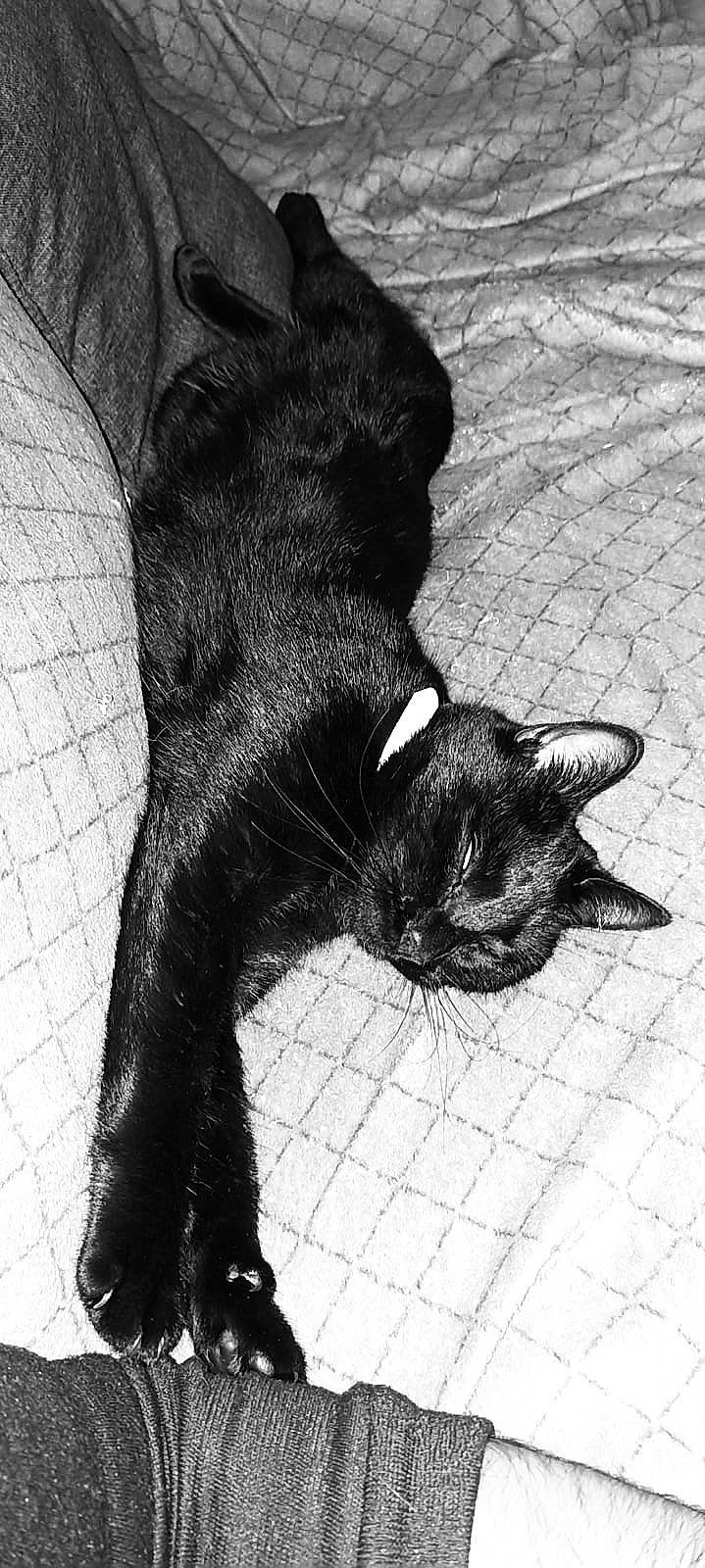 Mist participe au concours pour gagner de l'argent avec cette photo : black_and_white, black_cat, bombay, carnivore, cat, dog_breed, domestic_short_haired_cat, felidae, foot, fur, gesture, human_leg, leg, monochrome, monochrome_photography, small_to_medium_sized_cats, snout, style, tail, whiskers