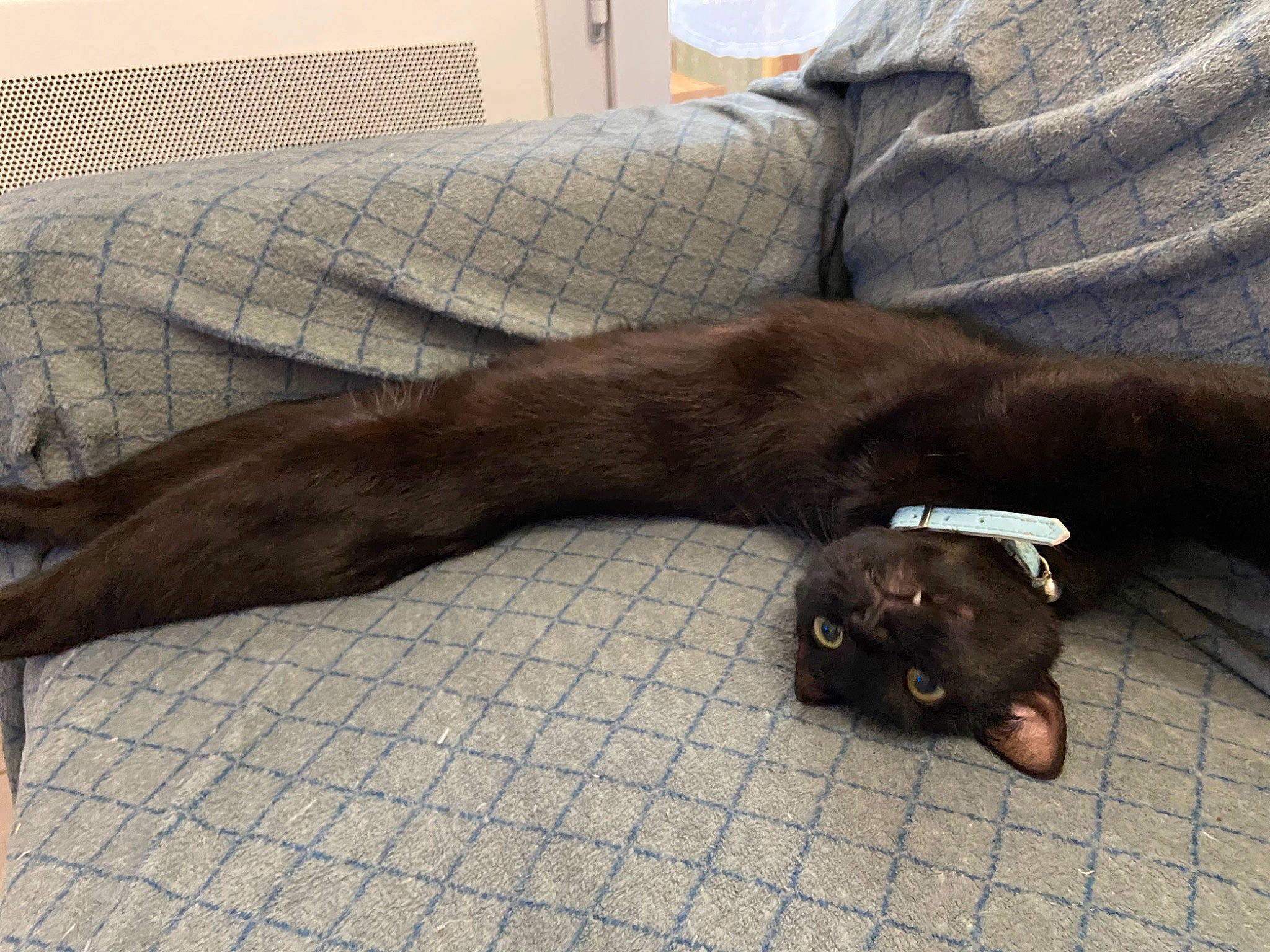 Mist a rejoint le concours — aidez-le/la à gagner de superbes lots ! brown, canidae, carnivore, cat, claw, comfort, companion_dog, dog_breed, fawn, felidae, fur, liver, mammal, small_to_medium_sized_cats, snout, sporting_group, tail, terrestrial_animal, vertebrate, whiskers