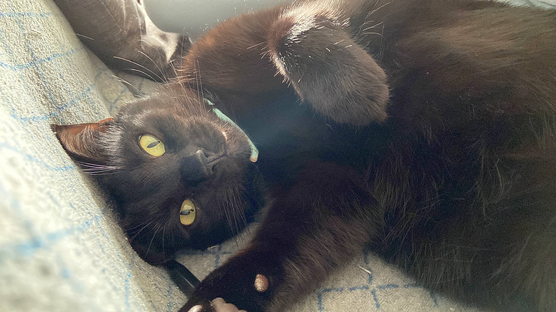 Mist a rejoint le concours — aidez-le/la à gagner de superbes lots ! black_cat, bombay, carnivore, cat, claw, comfort, domestic_short_haired_cat, felidae, fur, grey, havana_brown, liver, organism, paw, small_to_medium_sized_cats, snout, tail, terrestrial_animal, whiskers