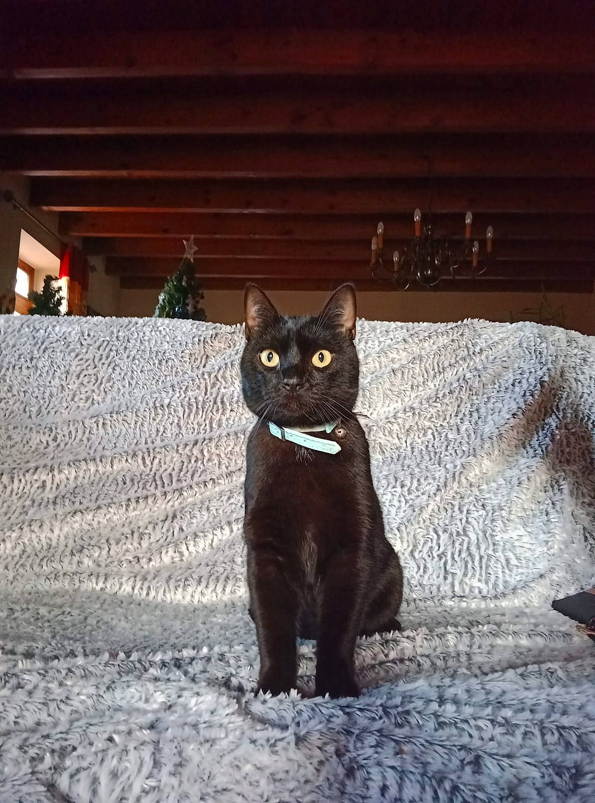 Mist a rejoint le concours — aidez-le/la à gagner de superbes lots ! black_cat, bombay, carnivore, cat, domestic_short_haired_cat, electric_blue, eye, felidae, fur, grey, plant, road_surface, small_to_medium_sized_cats, snout, tail, terrestrial_animal, tints_and_shades, water, whiskers, window