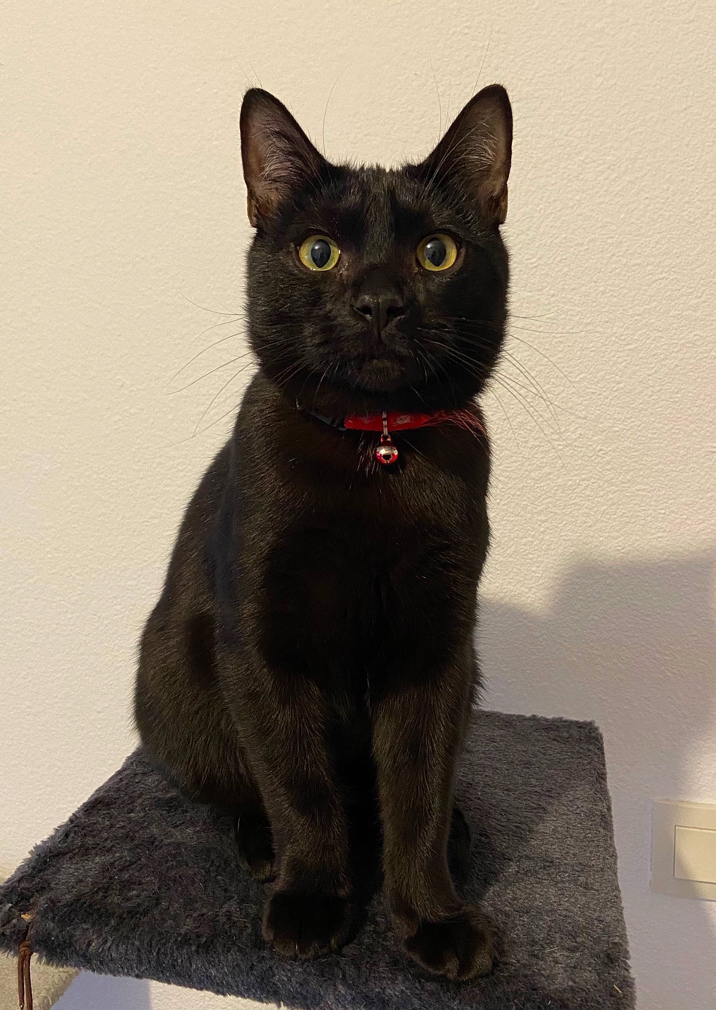 Mist a rejoint le concours — aidez-le/la à gagner de superbes lots ! black_cat, bombay, carnivore, cat, domestic_short_haired_cat, felidae, fur, grey, small_to_medium_sized_cats, snout, tail, terrestrial_animal, whiskers