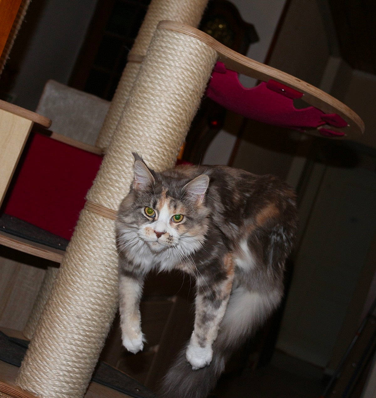 Noctali a rejoint le concours — aidez-le/la à gagner de superbes lots ! bookcase, carnivore, cat, claw, comfort, domestic_short_haired_cat, felidae, flooring, fur, hardwood, human_leg, lap, paw, shelf, sitting, small_to_medium_sized_cats, tail, terrestrial_animal, whiskers, wood