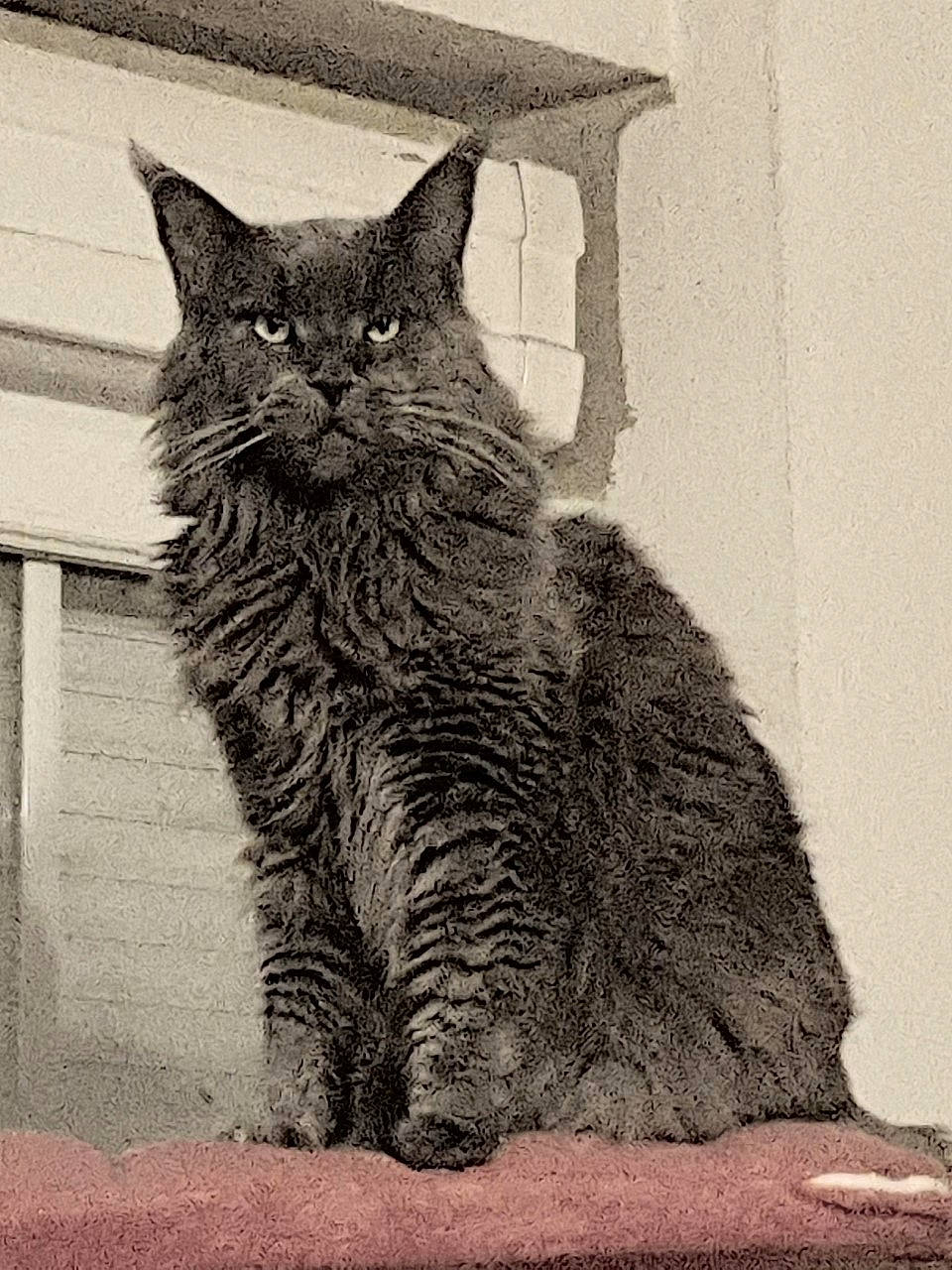 Blue participe au concours pour gagner de l'argent avec cette photo : art, black_cat, carnivore, cat, domestic_short_haired_cat, eye, felidae, fur, grey, monochrome, monochrome_photography, paw, small_to_medium_sized_cats, snout, tail, terrestrial_animal, tree, whiskers, wildlife, window