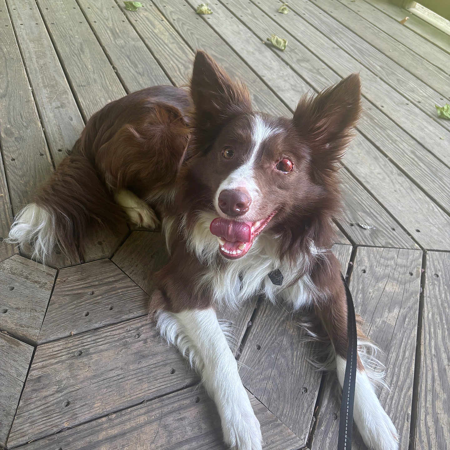 Jack is registered to the contest to win money with this photo: animal, brown, canine, closeup, daylight, dog, ears_up, fur, happy, leash, lying_down, nature, outdoor, pet, playful, relaxed, smiling, tongue_out, white, wooden_deck