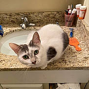 Miss Stevie joined the competition — help win amazing prizes! bathroom, cat, closeup, comb, countertop, cup, curious, domestic_animal, feline, granite, gray_spots, green_eyes, indoor, looking, pet, prescription_bottles, sink, toothbrush, toothpaste, white_cat