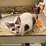 bathroom, cat, closeup, comb, countertop, cup, curious, domestic_animal, feline, granite, gray_spots, green_eyes, indoor, looking, pet, prescription_bottles, sink, toothbrush, toothpaste, white_cat