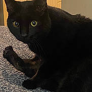 Pablo is registered to the contest to win money with this photo: animal, bedroom, black_cat, blanket, cabinet, cat, countertop, curious, domestic_cat, feline, fur, indoor, kitchen, looking, pet, resting, texture, whiskers, wide_eyes, yellow_eyes