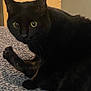 animal, bedroom, black_cat, blanket, cabinet, cat, countertop, curious, domestic_cat, feline, fur, indoor, kitchen, looking, pet, resting, texture, whiskers, wide_eyes, yellow_eyes