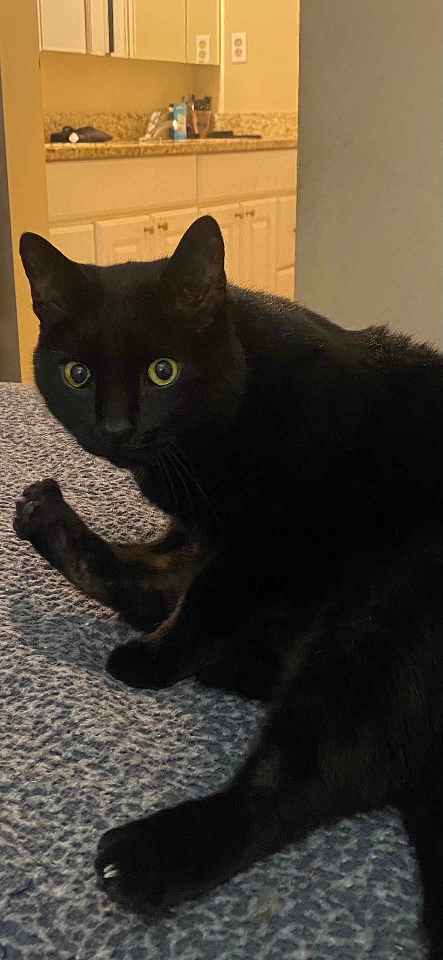Pablo is registered to the contest to win money with this photo: animal, bedroom, black_cat, blanket, cabinet, cat, countertop, curious, domestic_cat, feline, fur, indoor, kitchen, looking, pet, resting, texture, whiskers, wide_eyes, yellow_eyes
