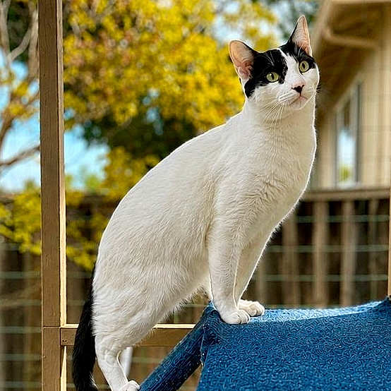 Vote Sheldon in Cutest Cat Contest - Win Prizes