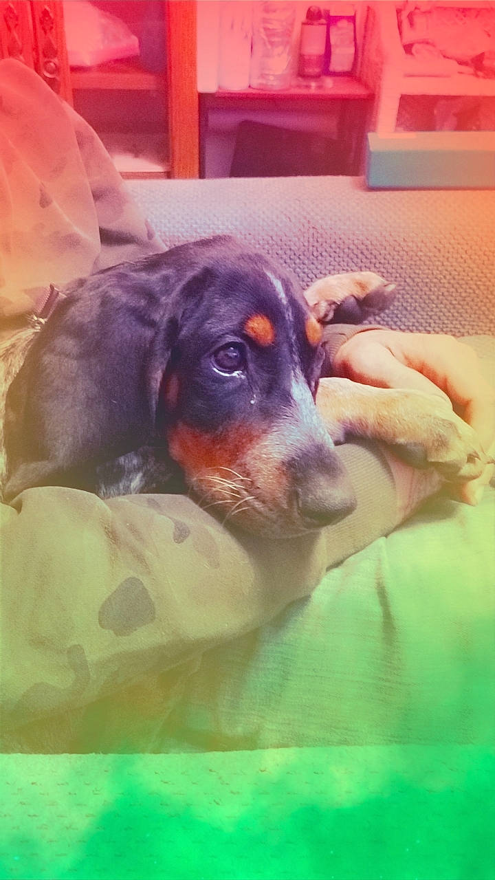 Annabelle Lynn Love joined the competition — help win amazing prizes! canidae, carnivore, companion_dog, dog, dog_breed, ear, fawn, guard_dog, happy, hound, paw, pinscher, puppy_love, scent_hound, snout, sporting_group, toy_dog, whiskers, working_animal, working_dog