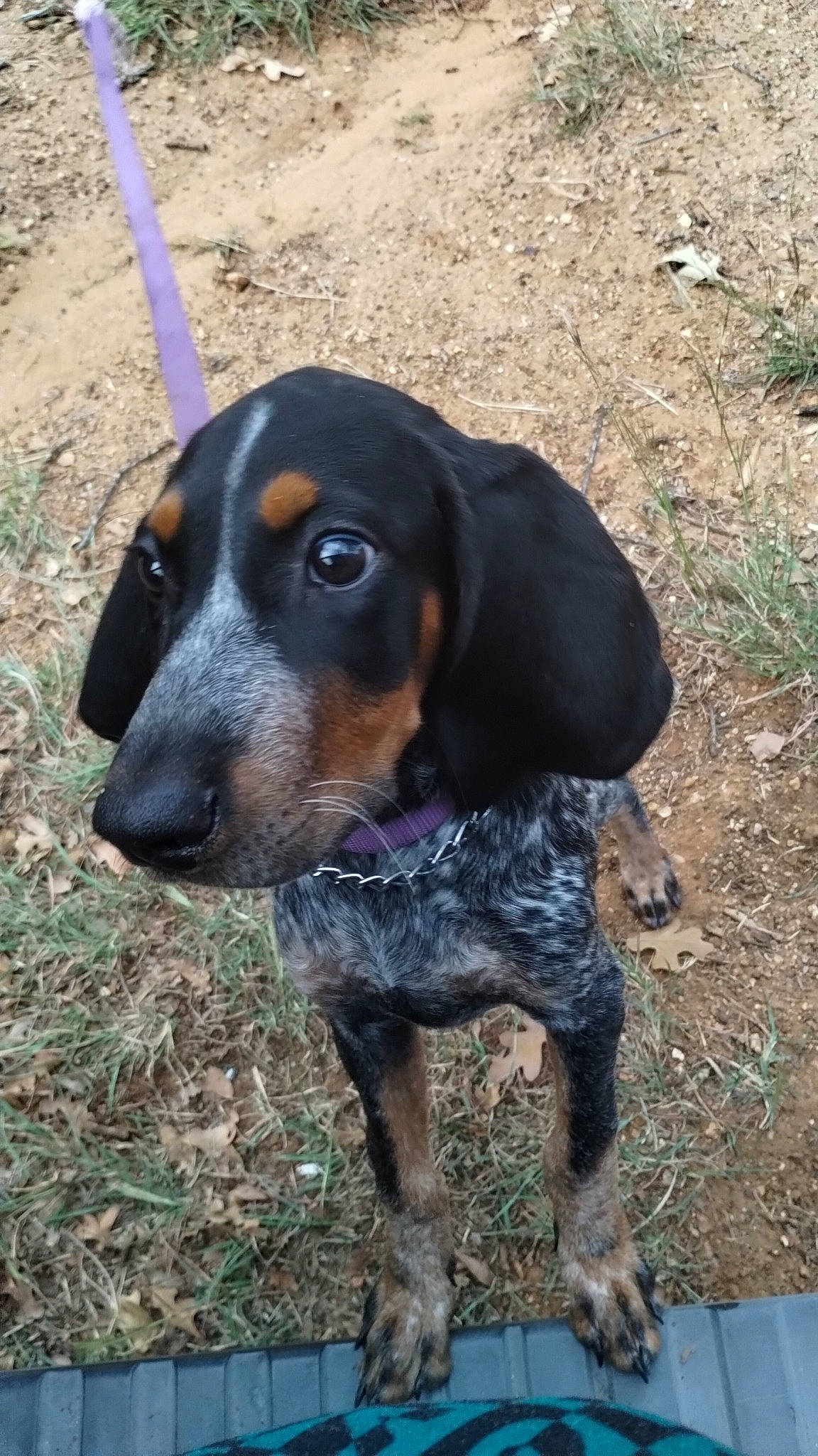 Annabelle Lynn Love joined the competition — help win amazing prizes! canidae, carnivore, collar, companion_dog, dog, dog_breed, dog_supply, fawn, grass, hound, liver, pet_supply, scent_hound, snout, soil, sporting_group, terrestrial_animal, whiskers, working_animal, working_dog