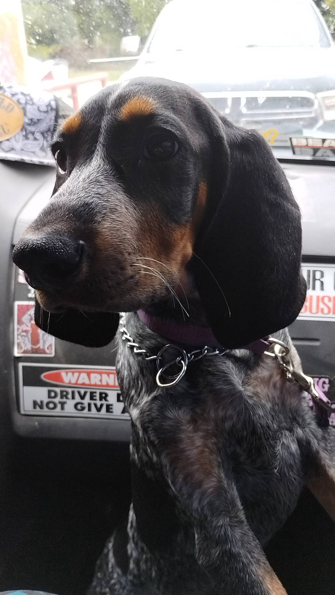 Annabelle Lynn Love joined the competition — help win amazing prizes! carnivore, collar, companion_dog, dog, dog_breed, dog_collar, dog_supply, fur, giant_dog_breed, guard_dog, gun_dog, hound, leash, liver, pet_supply, snout, sporting_group, vehicle_door, whiskers, working_animal
