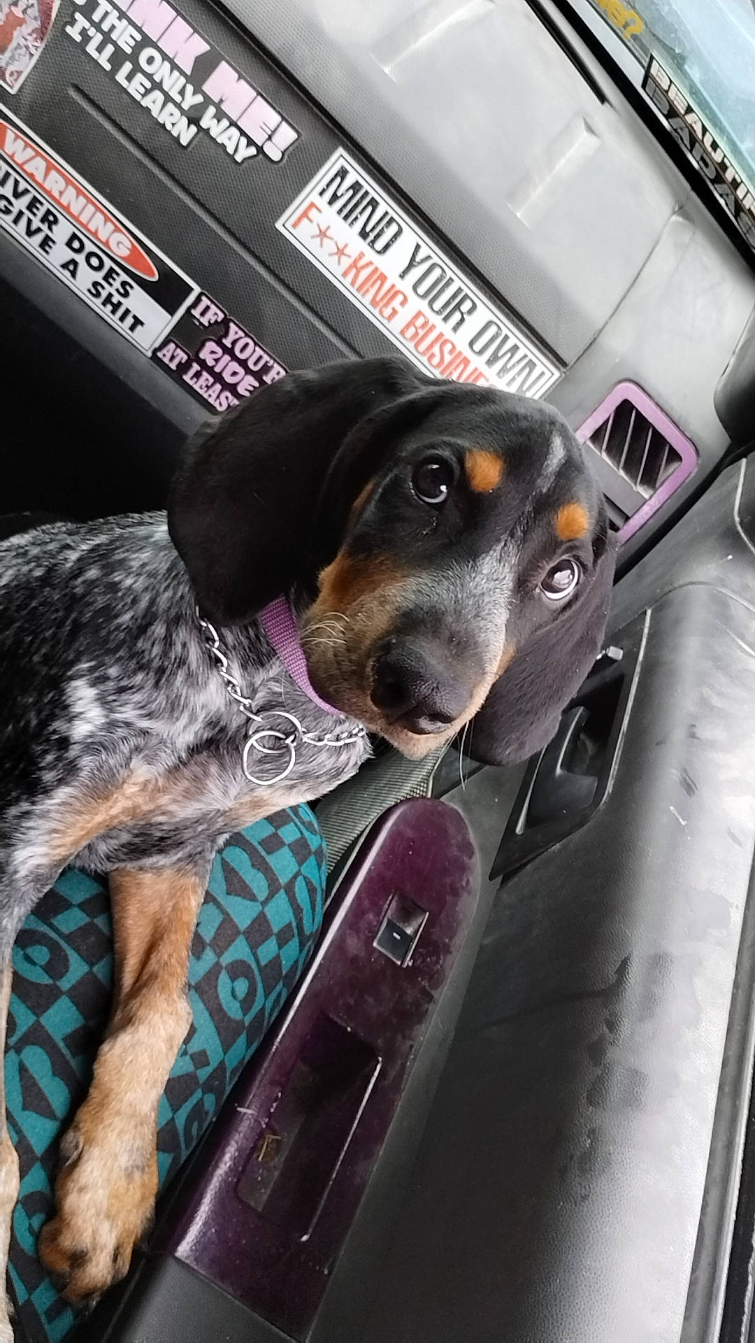 Annabelle Lynn Love is registered to the contest to win money with this photo: auto_part, automotive_exterior, car_seat, car_seat_cover, carnivore, collar, companion_dog, computer_keyboard, dog, dog_breed, dog_collar, dog_supply, guard_dog, leash, motor_vehicle, snout, sporting_group, vehicle_door, windshield, working_animal