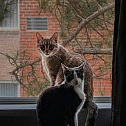 Dusty And Lilu is registered to the contest to win money with this photo: cat, window, indoor, brick_wall, tree, curious, pets, animal, domestic_cat, black_and_white_cat, tabby_cat, silhouette, nature, background, houseplant, curtain, chair, sitting, looking, daylight