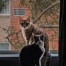 cat, window, indoor, brick_wall, tree, curious, pets, animal, domestic_cat, black_and_white_cat, tabby_cat, silhouette, nature, background, houseplant, curtain, chair, sitting, looking, daylight