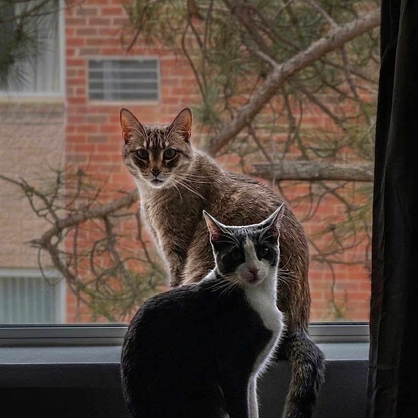 Dusty And Lilu