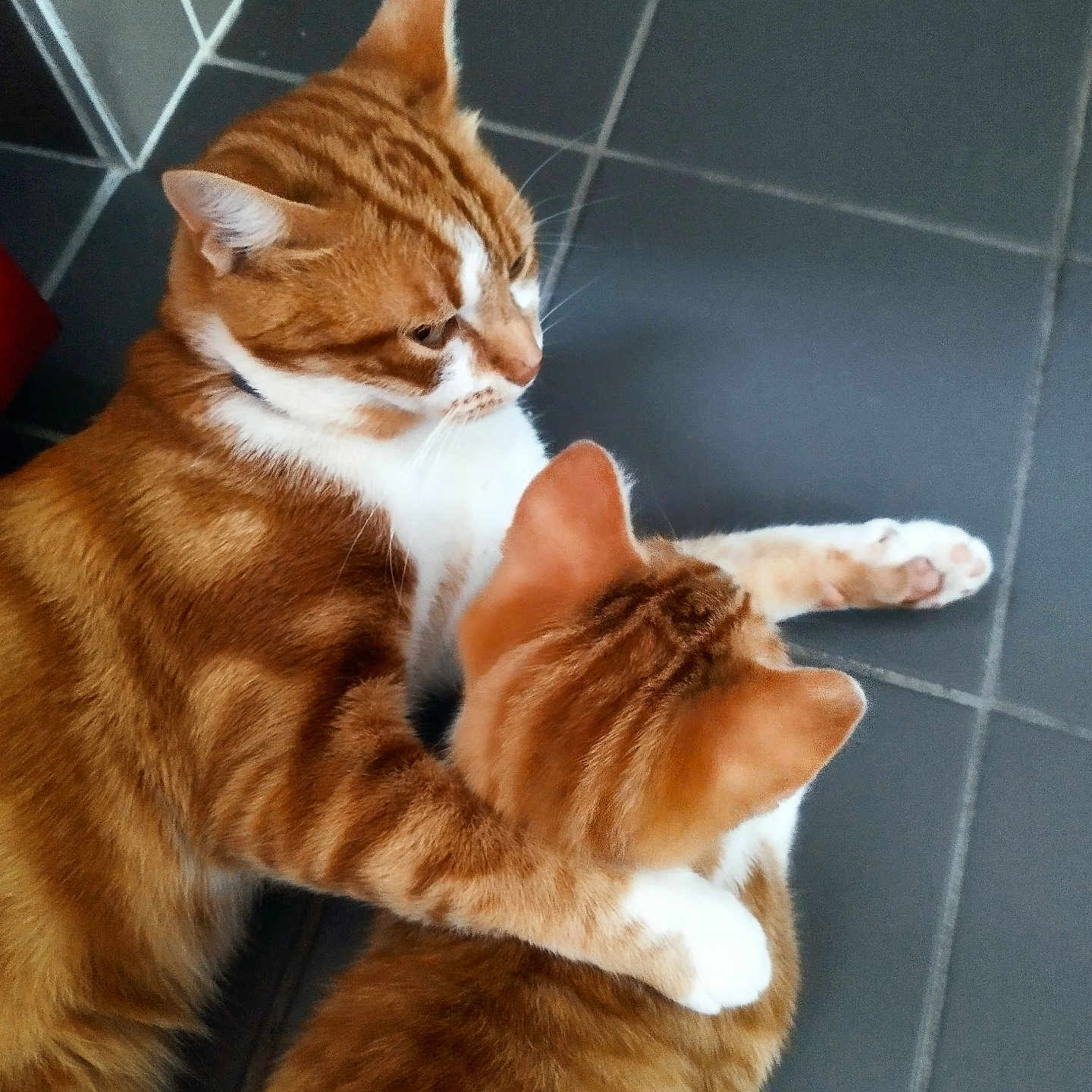 Switch a rejoint le concours — aidez-le/la à gagner de superbes lots ! abyssinian, accessories, animal, cat, hardwood, indoors, kitten, manx, person, pet, sleeping, strap, tile, wood