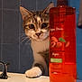 argan, bathroom, bottle, brown_tabby, cat, closeup, counter, curious, domestic_cat, face, feline, fur, glass, indoor, paw, pet, shower_gel, tile_wall, whiskers, white_paw