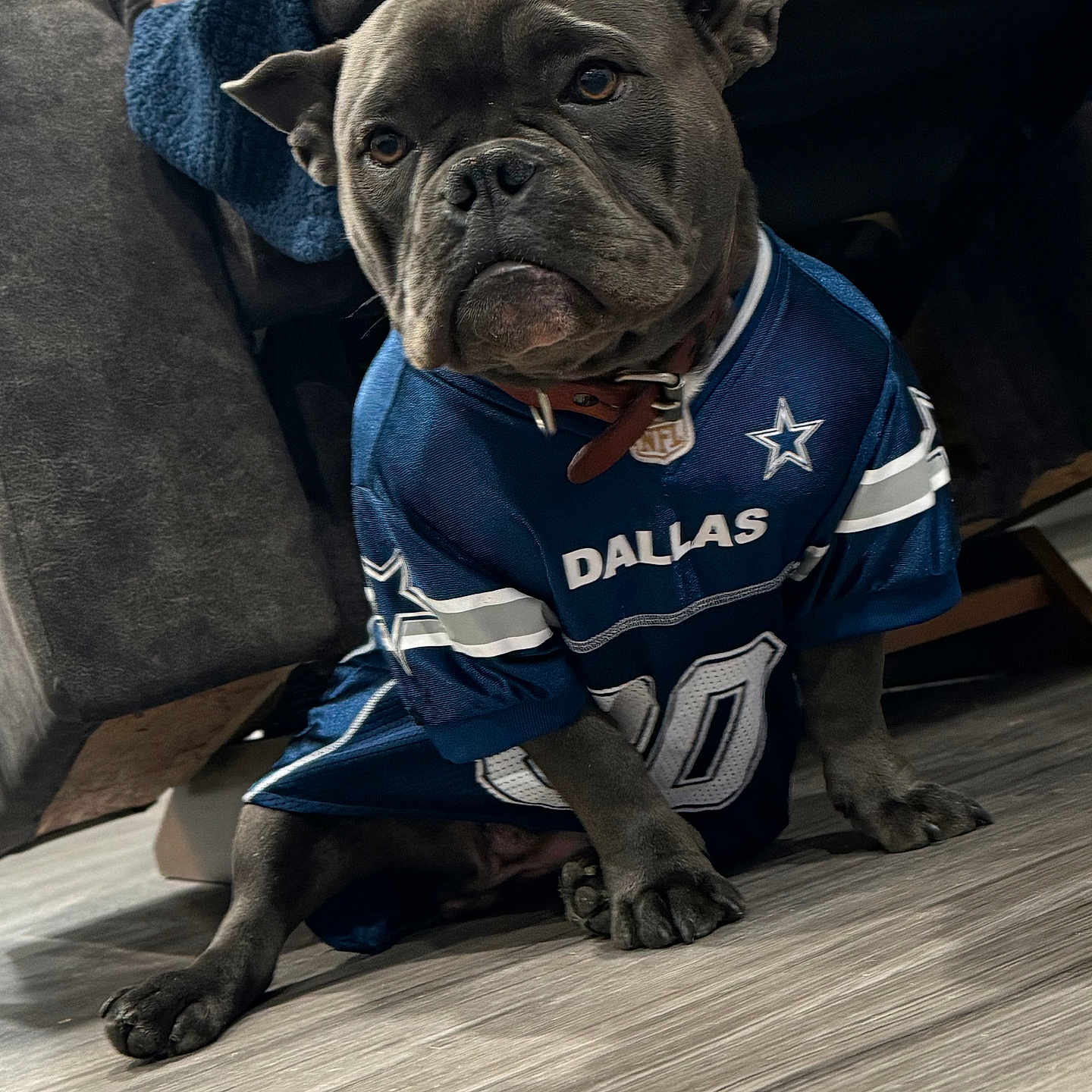 Bella Blu