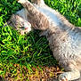 Soju is registered to the contest to win money with this photo: animal, cat, close_up, cute, feline, grass, gray_cat, greenery, nature, outdoor, paw, pet, playful, relaxed, stretching, summer, sunlight, sunny, whiskers, white_fur