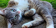 Soju is registered to the contest to win money with this photo: adorable, animal, cat, close_up, cute, daylight, fur, grass, green_eyes, grey_cat, lying_down, mammal, nature, outdoor, pavement, pet, relaxed, small_animal, whiskers, white_paws