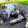 adorable, animal, cat, close_up, cute, daylight, fur, grass, green_eyes, grey_cat, lying_down, mammal, nature, outdoor, pavement, pet, relaxed, small_animal, whiskers, white_paws