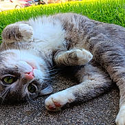 Soju is registered to the contest to win money with this photo: animal, cat, close_up, concrete, cute, daylight, feline, fur, grass, gray_cat, green_eyes, lying_down, nature, outdoor, pet, pink_nose, playful, relaxed, whiskers, white_paws
