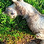 Soju is registered to the contest to win money with this photo: animal, cat, close_up, cute, fur, grass, gray_cat, greenery, lying_down, mammal, nature, outdoor, paws, pet, playful, relaxed, sunlight, sunny, whiskers, white_cat