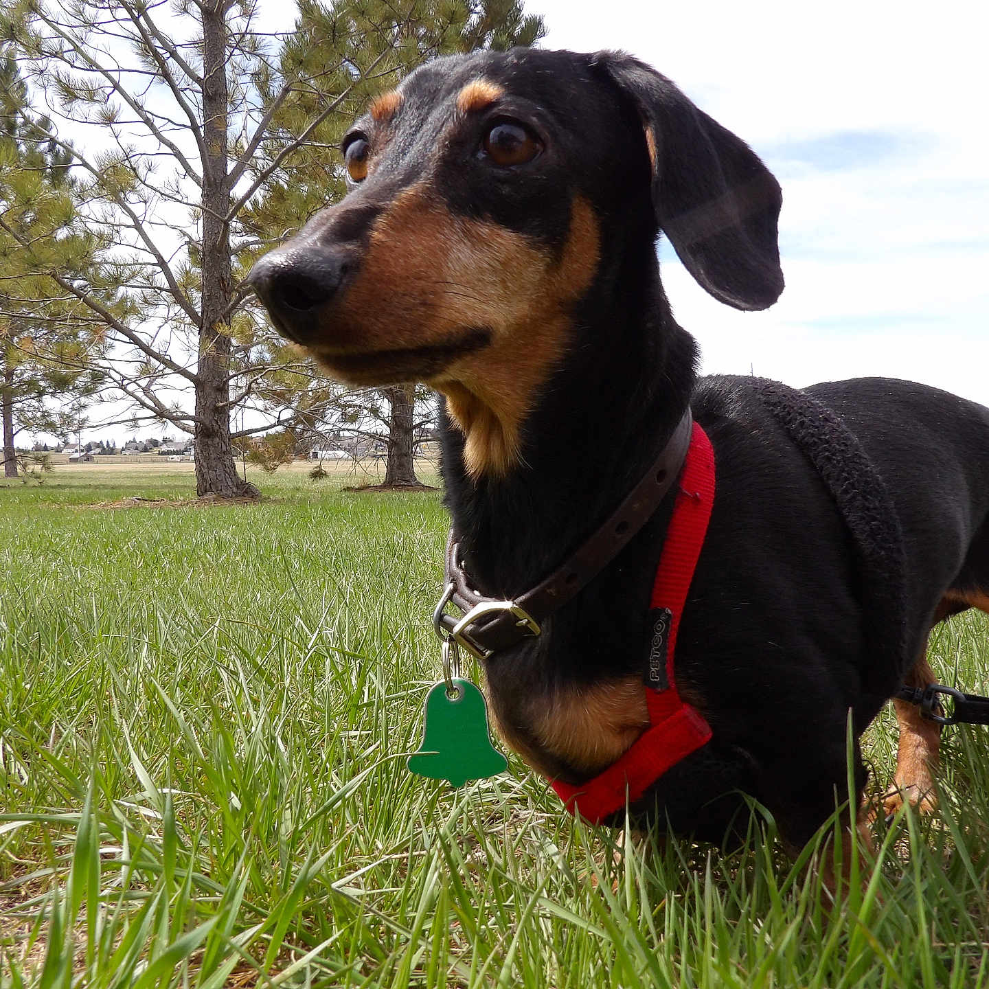 Dodger is registered to the contest to win money with this photo: accessories, animal, appenzeller, beagle, canine, collar, dog, field, grass, grassland, hound, lawn, leash, nature, outdoors, pet, plant, puppy, strap, tree