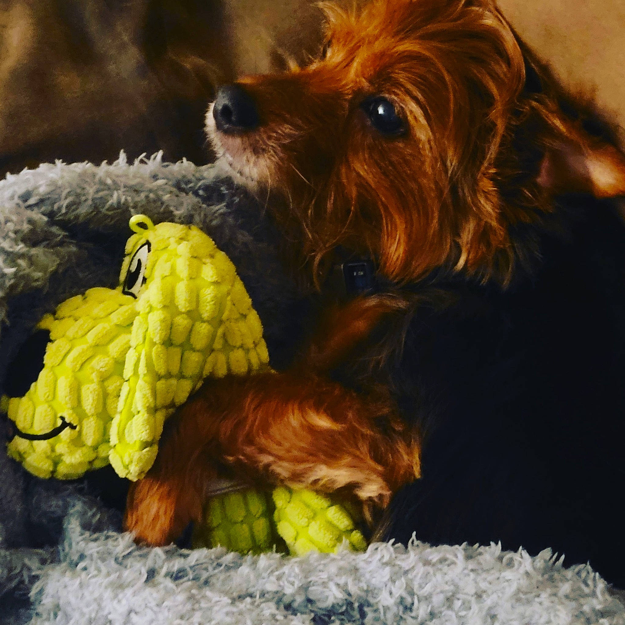 Bentley is registered to the contest to win money with this photo: carnivore, companion_dog, corn, corn_on_the_cob, dog, dog_breed, dog_supply, dog_toy, fur, liver, paw, recipe, snout, sporting_group, sweet_corn, tennis_ball, terrier, toy_dog, working_animal, zingiber