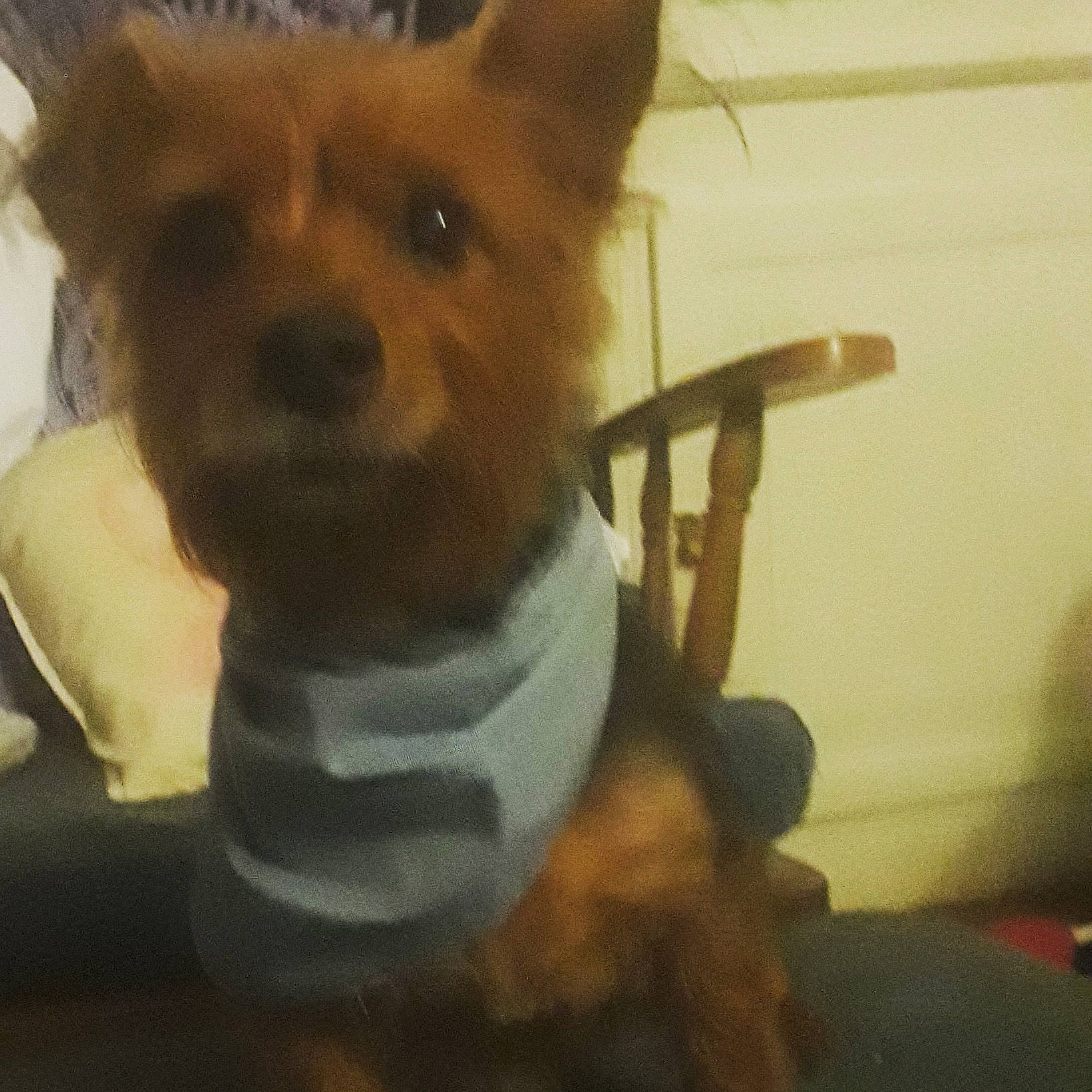 Bentley joined the competition — help win amazing prizes! ancient_dog_breeds, canidae, carnivore, companion_dog, dog, dog_breed, dog_clothes, dog_supply, fawn, fur, non_sporting_group, selfie, snout, sporting_group, terrestrial_animal, toy_dog, whiskers, working_animal