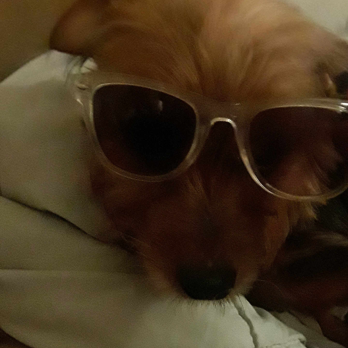 Bentley joined the competition — help win amazing prizes! carnivore, comfort, companion_dog, dog, dog_breed, dog_supply, ear, eyewear, fawn, glasses, goggles, personal_protective_equipment, pet_supply, snout, sporting_group, sunglasses, toy_dog, vision_care, whiskers, working_animal