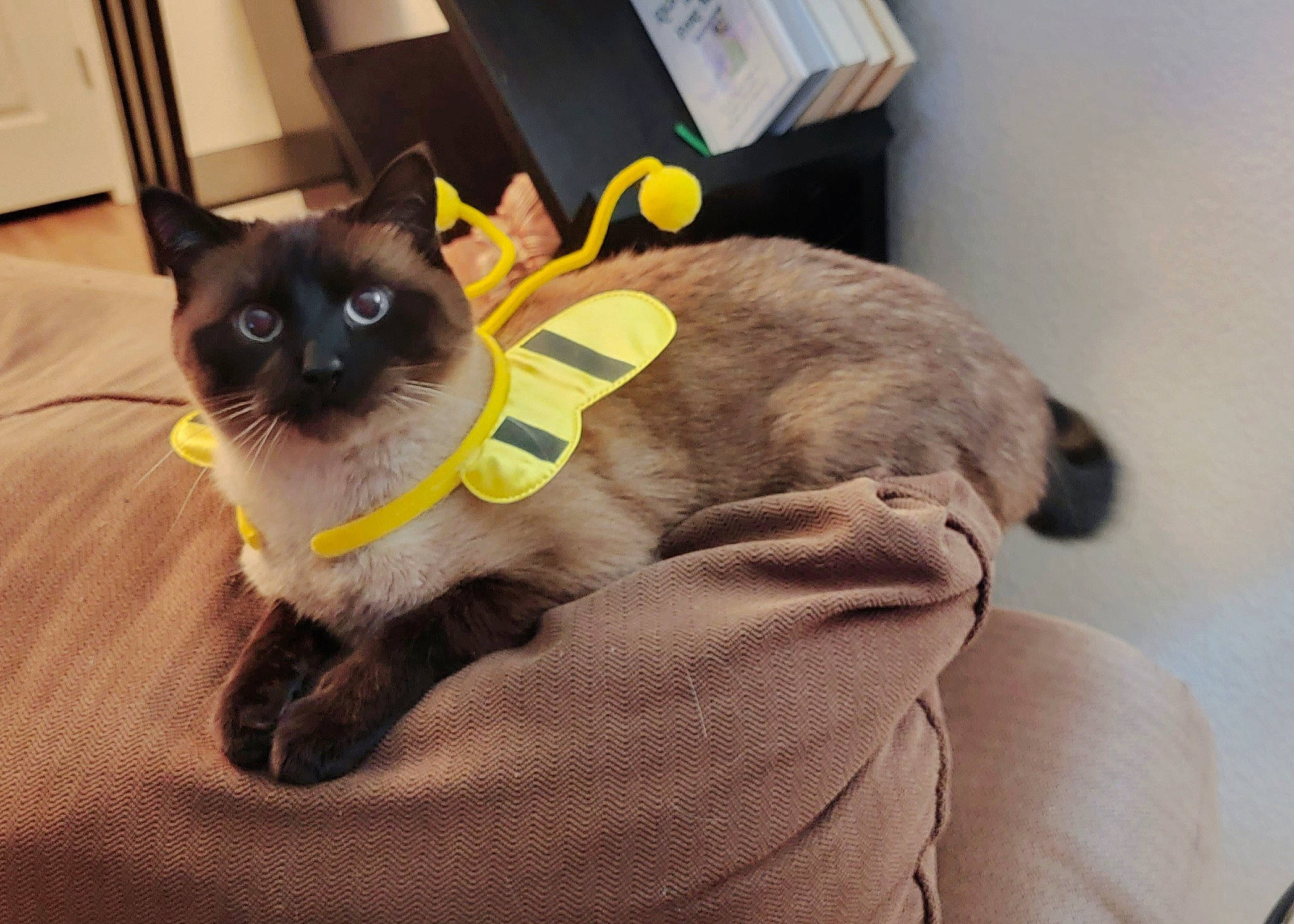 Sabrina joined the competition — help win amazing prizes! bag, balinese, black_cat, carnivore, cat, cat_supply, chair, comfort, domestic_short_haired_cat, fawn, felidae, fur, head, paw, siamese, small_to_medium_sized_cats, snout, tail, thai, whiskers