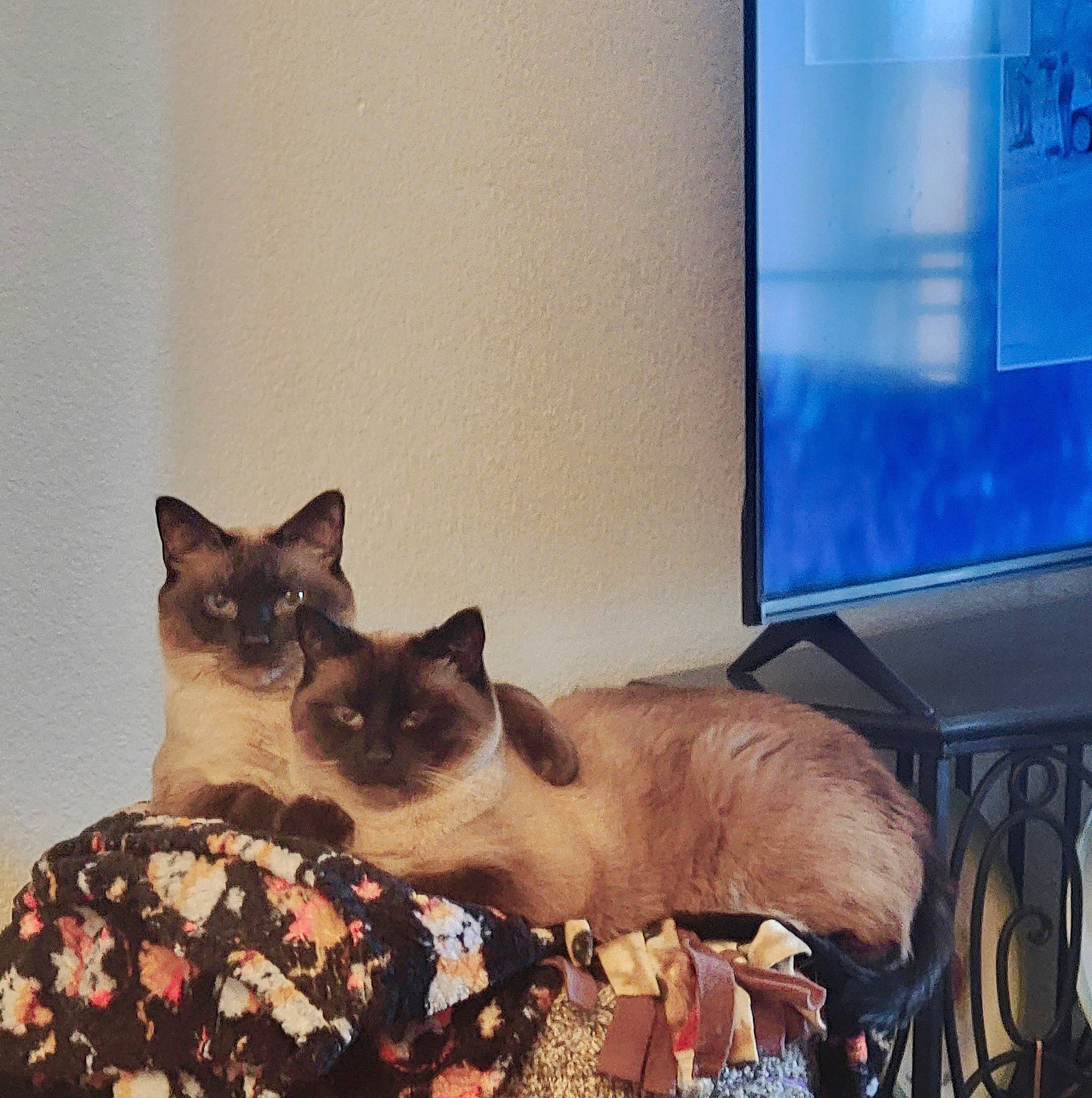 Sabrina joined the competition — help win amazing prizes! birman, carnivore, cat, comfort, domestic_short_haired_cat, door, fawn, felidae, fur, linens, pet_supply, room, siamese, small_to_medium_sized_cats, snout, square, tail, thai, whiskers, window