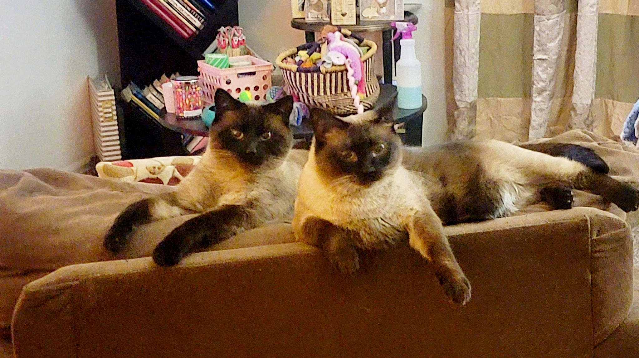 Salem joined the competition — help win amazing prizes! balinese, birman, canidae, carnivore, cat, companion_dog, curtain, domestic_short_haired_cat, fawn, felidae, flooring, fur, room, shelf, siamese, small_to_medium_sized_cats, snout, tail, thai, whiskers