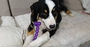 Bulette a rejoint le concours — aidez-le/la à gagner de superbes lots ! dog, puppy, tricolor, black_and_white, brown markings, pet, animal, portrait, close_up, indoors, bed, blanket, couch, cozy, purple_toy, beaded_toy, lying_down, front_paws, floppy_ears, black_nose