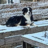dog, puppy, tricolor, black_and_white, brown, snow, winter, outdoors, wooden_steps, deck, portrait, lying_down, fluffy, fur, animal, pet, canine, snowflakes, rustic, backyard