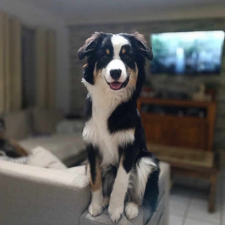 Bulette participe au concours pour gagner de l'argent avec cette photo : dog, border_collie, pet, canine, black_and_white, tri_color, sitting, perched, sofa, couch, living_room, indoors, television, furniture, portrait, alert, happy, open_mouth, fluffy, home