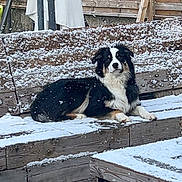 Bulette participe au concours pour gagner de l'argent avec cette photo : dog, snow, winter, outdoor, backyard, wooden_steps, wooden_fence, lying_down, fluffy, black_and_white, tricolor, pet, animal, portrait, snowy, deck, garden, relaxed, alert, nature