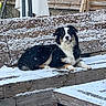 dog, snow, winter, outdoor, backyard, wooden_steps, wooden_fence, lying_down, fluffy, black_and_white, tricolor, pet, animal, portrait, snowy, deck, garden, relaxed, alert, nature