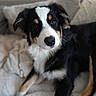Bulette a rejoint le concours — aidez-le/la à gagner de superbes lots ! dog, puppy, tricolor, black_white_brown, fluffy, pet, animal, portrait, close_up, sitting, lying_down, couch, blanket, indoors, home, soft_lighting, brown_eyes, black_nose, long_fur, adorable