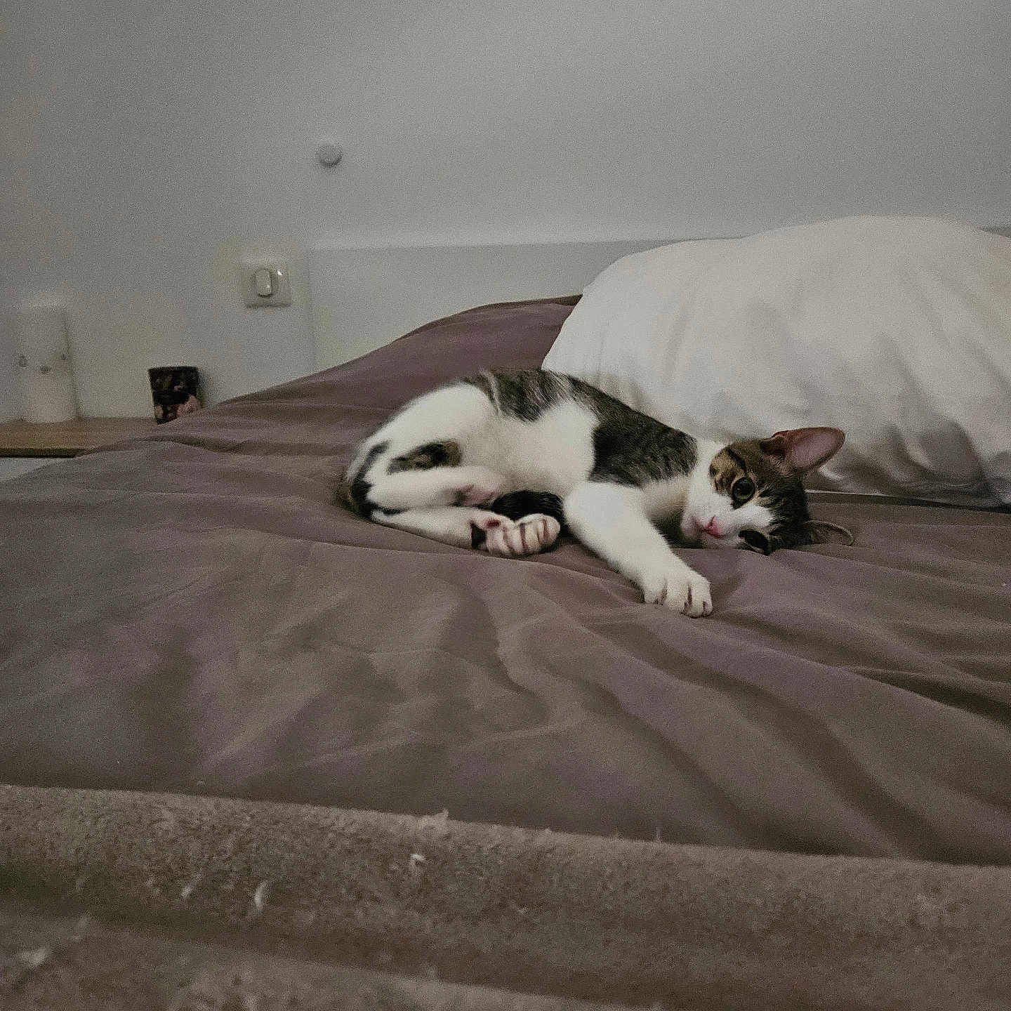 Iko a rejoint le concours — aidez-le/la à gagner de superbes lots ! animal, bed, bedroom, blanket, bodypart, canine, cat, couch, cushion, dog, finger, furniture, hand, homedecor, indoors, kitten, person, pet, room, sleeping