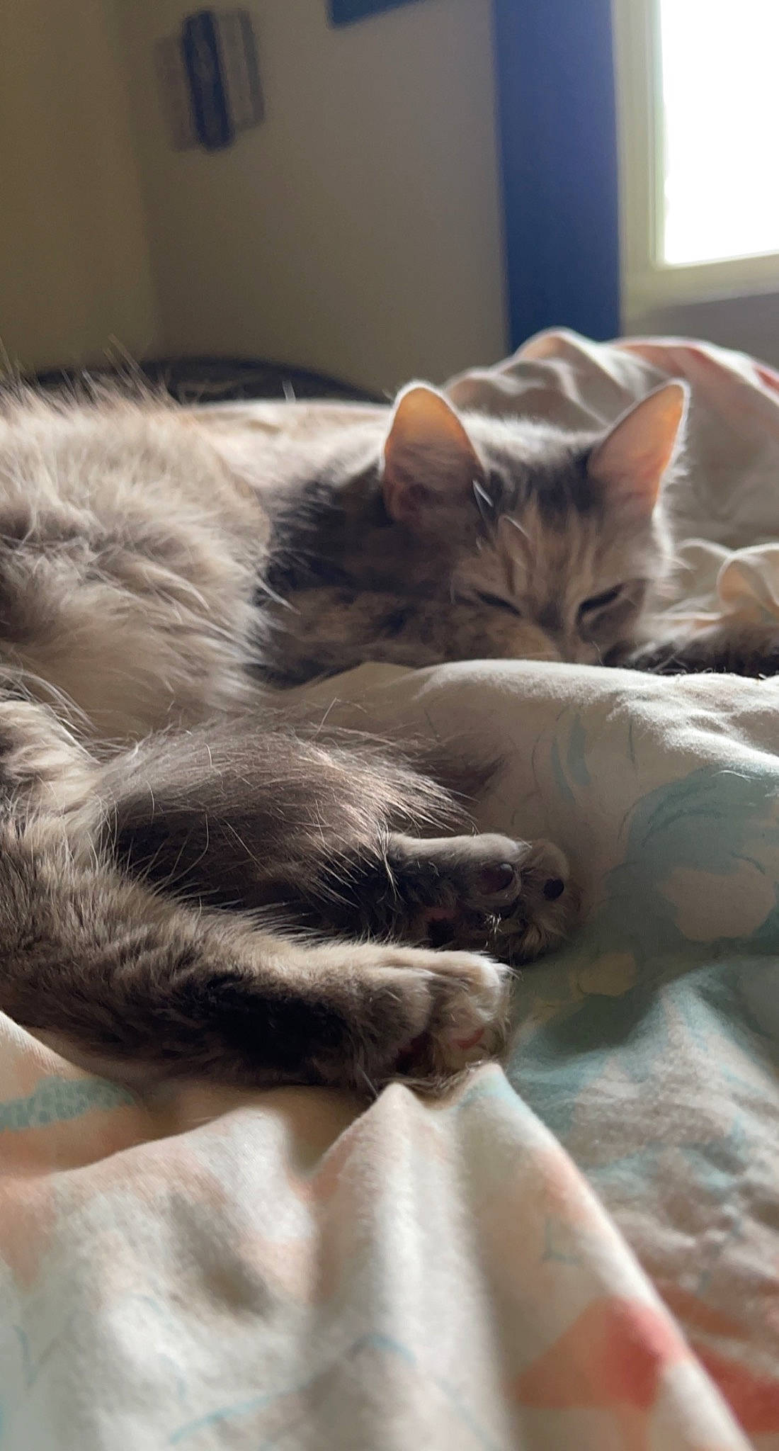 Mia is registered to the contest to win money with this photo: bed, carnivore, cat, cat_bed, claw, comfort, domestic_short_haired_cat, felidae, fur, grey, linens, nap, paw, sleep, small_to_medium_sized_cats, snout, tail, whiskers