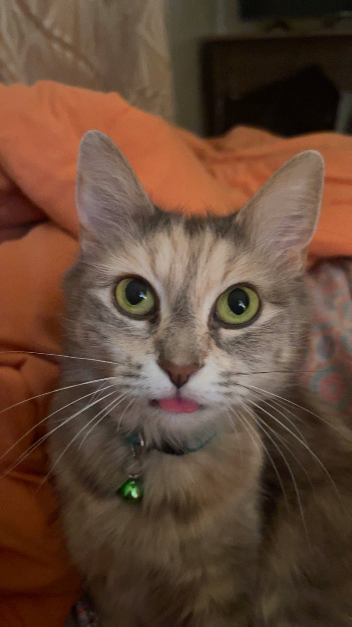 Mia is registered to the contest to win money with this photo: box, carnivore, cat, curious, domestic_short_haired_cat, ear, eye, felidae, fur, head, paw, small_to_medium_sized_cats, snout, whiskers