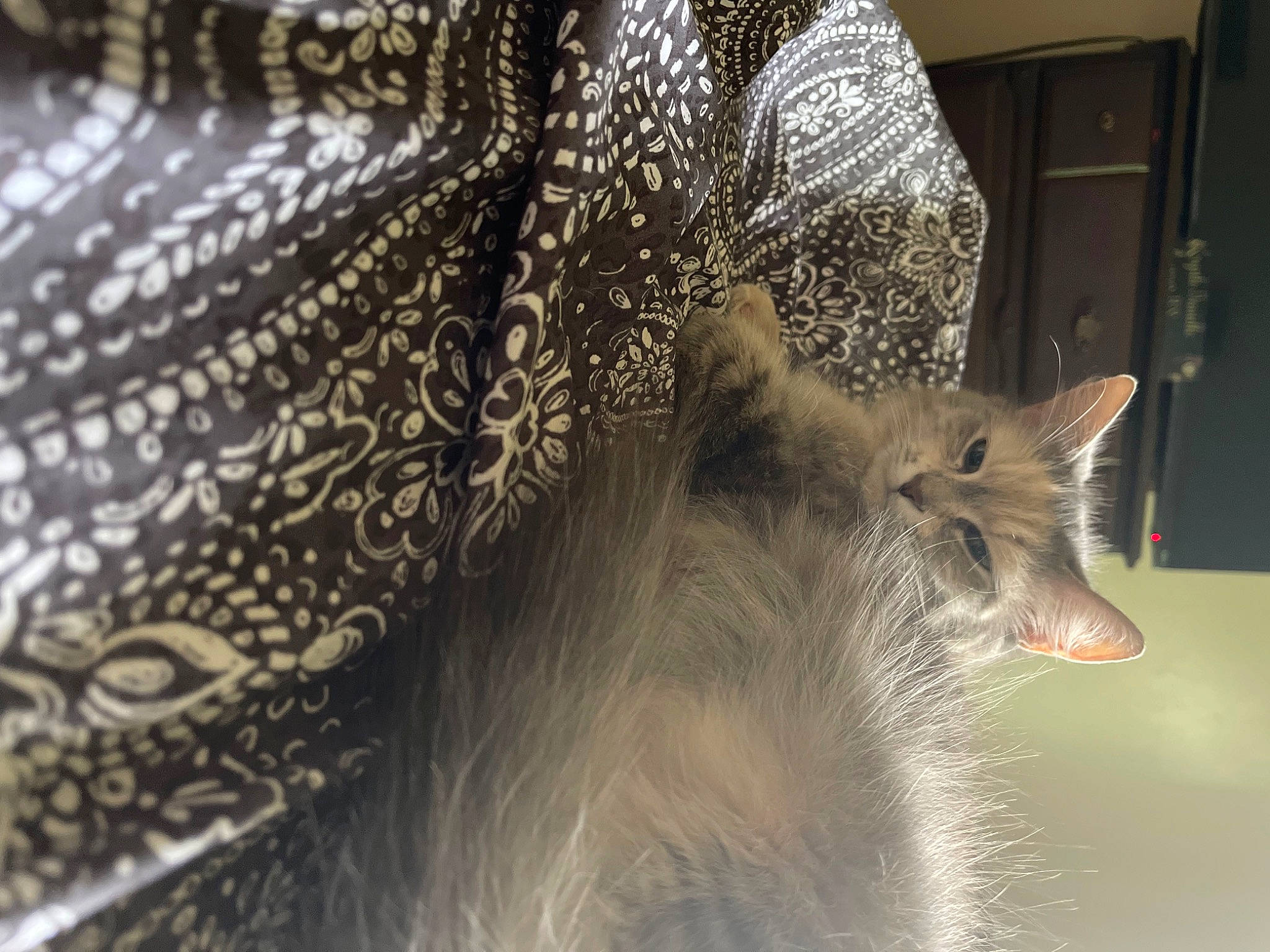 Mia joined the competition — help win amazing prizes! carnivore, cat, domestic_short_haired_cat, event, fawn, felidae, fur, pattern, small_to_medium_sized_cats, snout, tail, terrestrial_animal, whiskers, wildlife, window