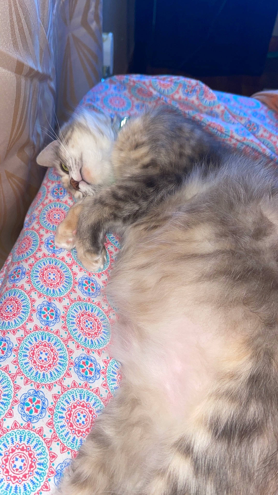 Mia joined the competition — help win amazing prizes! bed, bedding, carnivore, cat, claw, comfort, domestic_short_haired_cat, fawn, felidae, fur, linens, mammal, nap, paw, sleep, small_to_medium_sized_cats, tail, whiskers